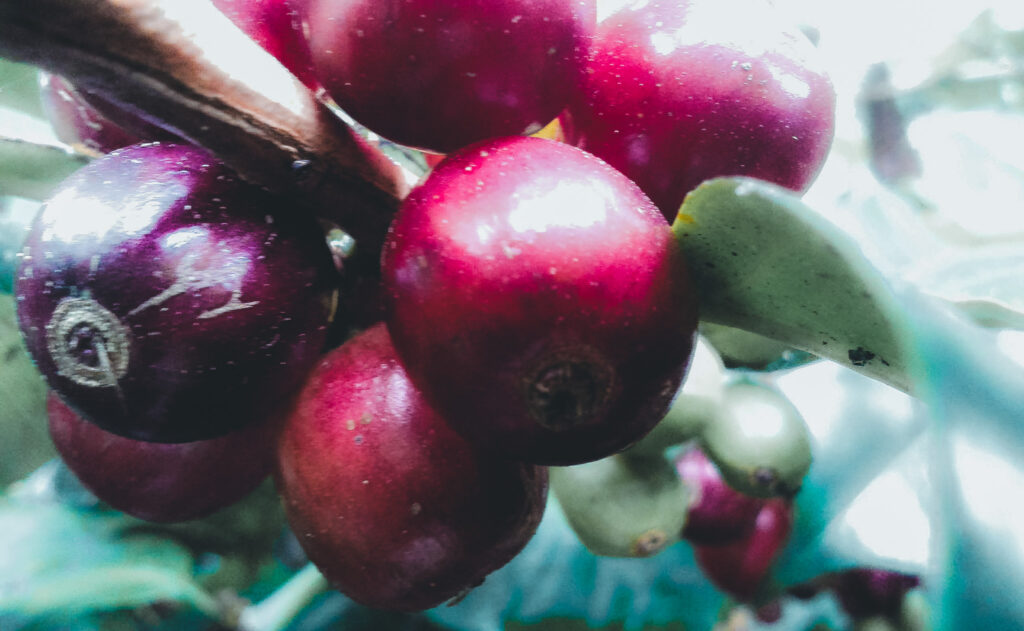 Bali coffee plantation and cultural tour
