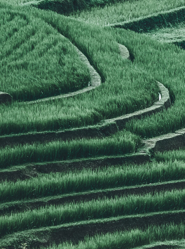 Bali one day tour to UNESCO rice terraces Jatiluwih